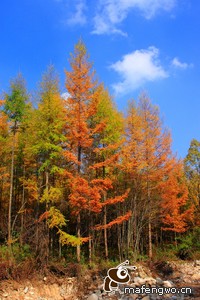 快船队外援球员助球队取得胜利