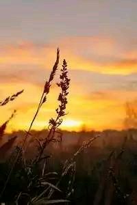 费拉尔主场大胜，拉斯帕尔马斯再度遇阻