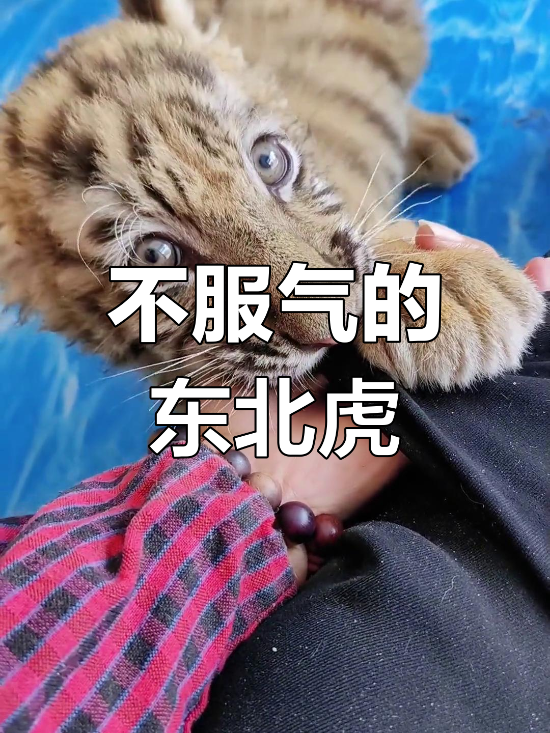 1xbet体育官方入口-吉林东北虎严格备战，为取胜不惜付出一切